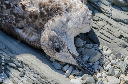 Dead seagull on dirty gravel shore