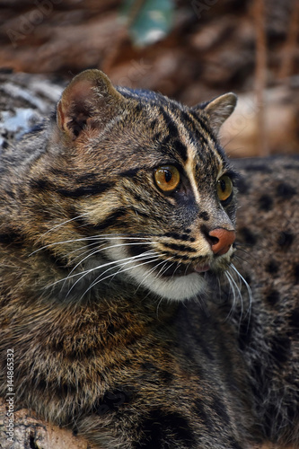 Close up side portrait of fishing cat