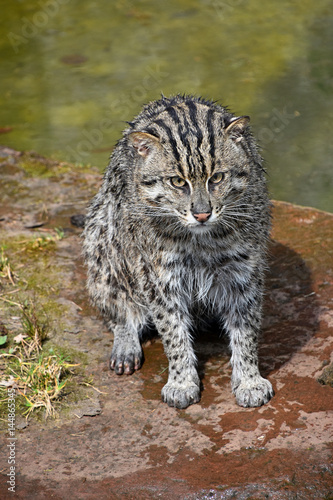 Portrait of wet fishing cat looking at camera photo