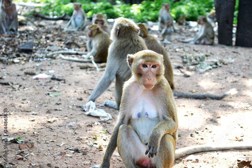 Obraz premium scimmia