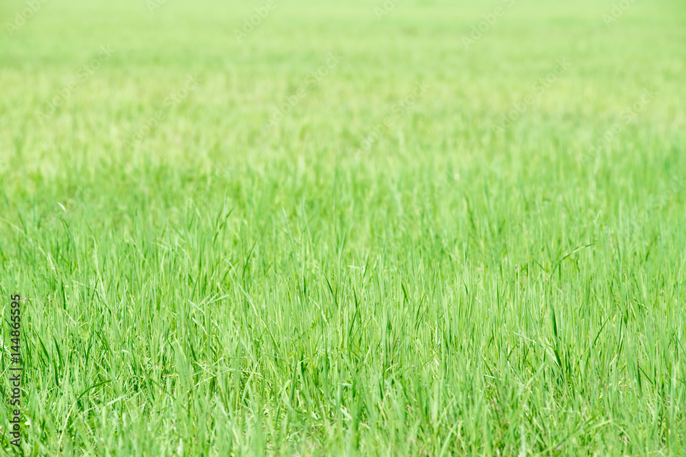 Green grass field texture for background
