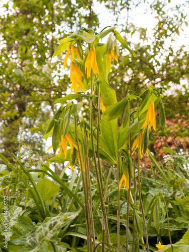 Some Stunning and Beautiful Yellow and Green Uvularia grandiflora Large Merrybells in Spring Light Bokeh photo