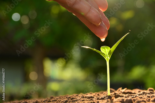 Seedling concept by human hand watering young tree over green background