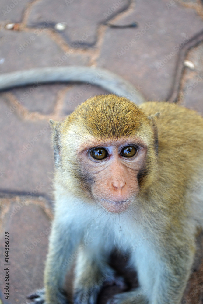 Naklejka premium scimmia