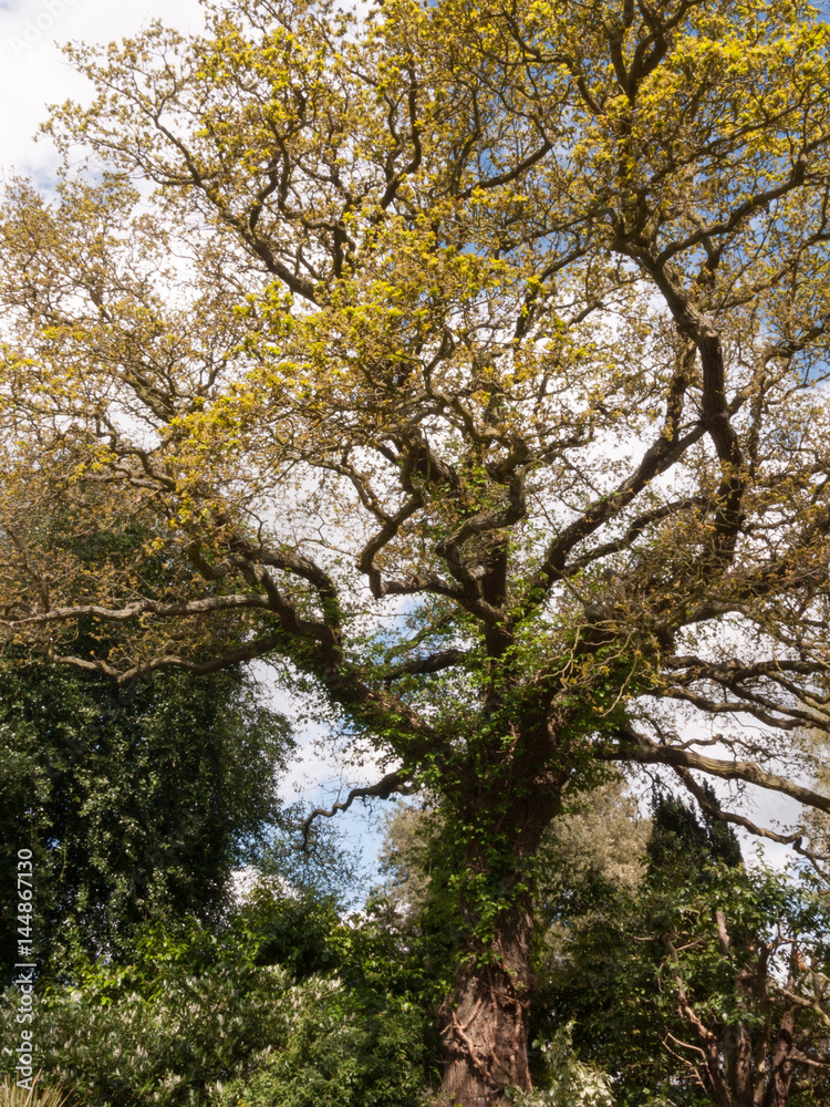 A Gorgeous and Scenic and magnificent Tree with Lots of Detail in a Garden in Full View with many branches and leaves A Gorgeous and Scenic and magnificent Tree with Lots of Detail in a Garden in Full View with many branches and leaves