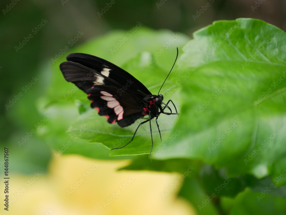 Naklejka premium Schmetterling auf Blatt
