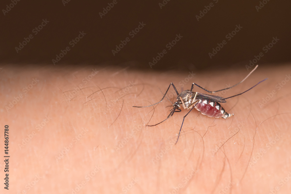 Close-up of a female yellow fever mosquito sucking human blood Close-up of a female yellow fever mosquito sucking human blood
