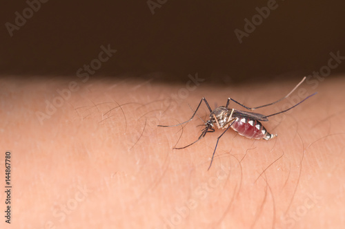 Close-up of a female yellow fever mosquito sucking human blood
