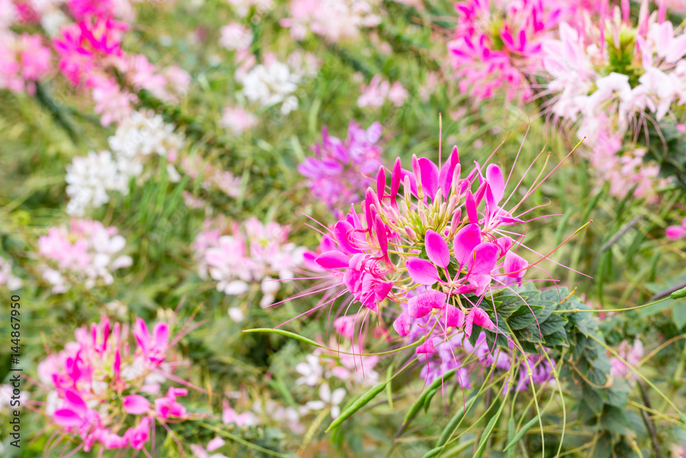 Cleome flower or spider flower (Cleome spinosa) in beautiful garden. Cleome flower or spider flower (Cleome spinosa) in beautiful garden.