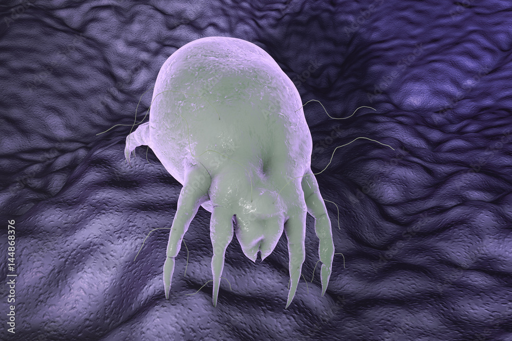 Dust mite Dermatophagoides which lives in dust and furniture and whose