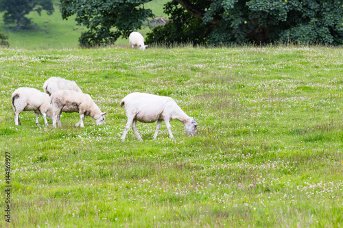 Sheep in nature green meadow. © ijetdo