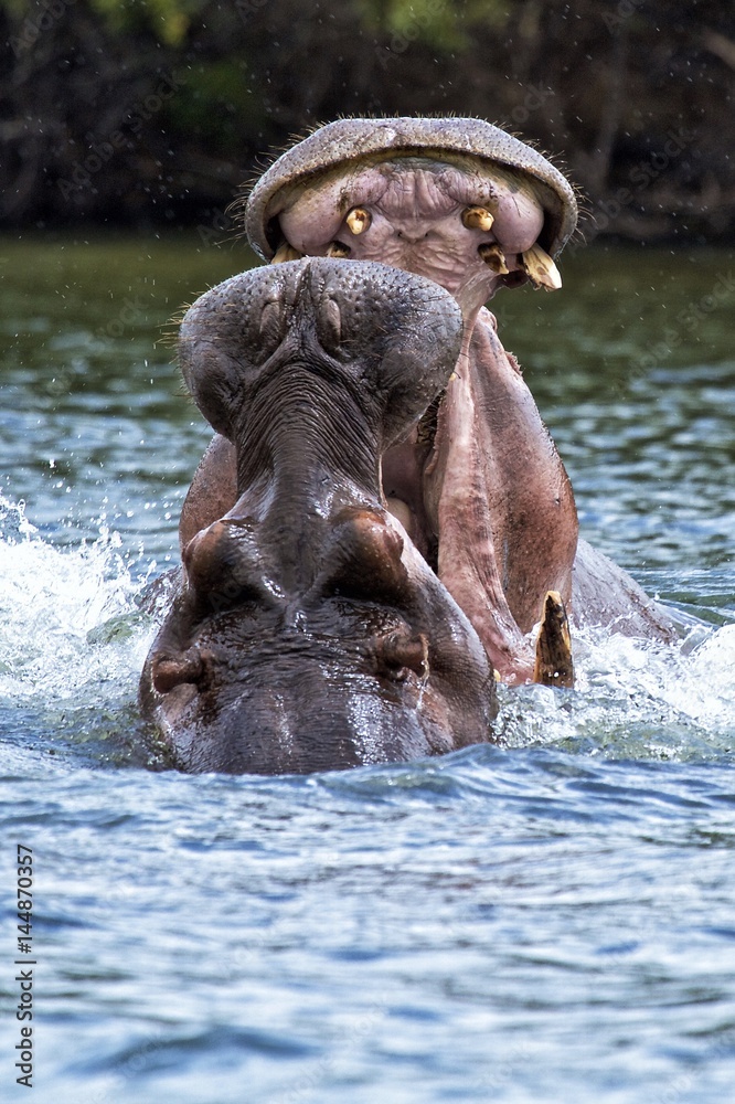 Fototapeta premium Tterritorial Hippo males