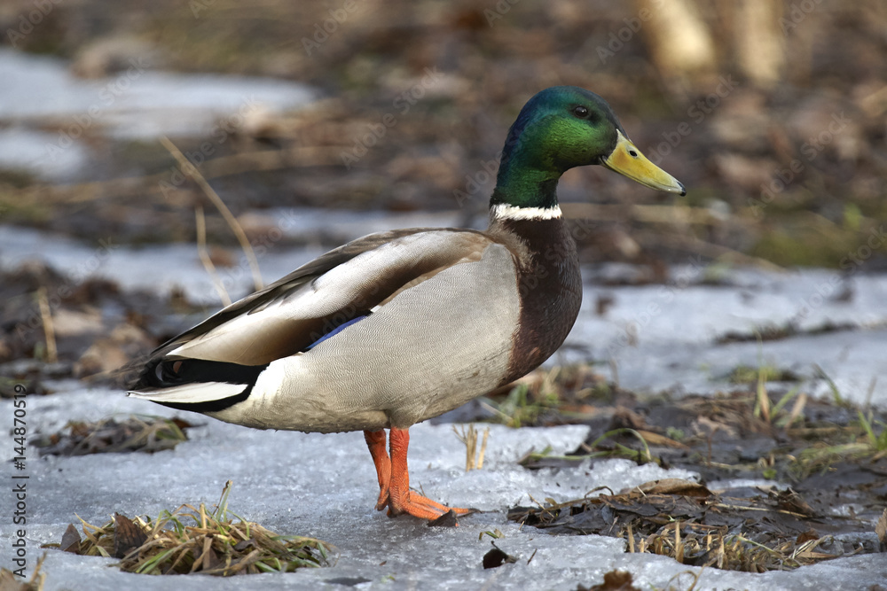 Fototapeta premium Duck mallard