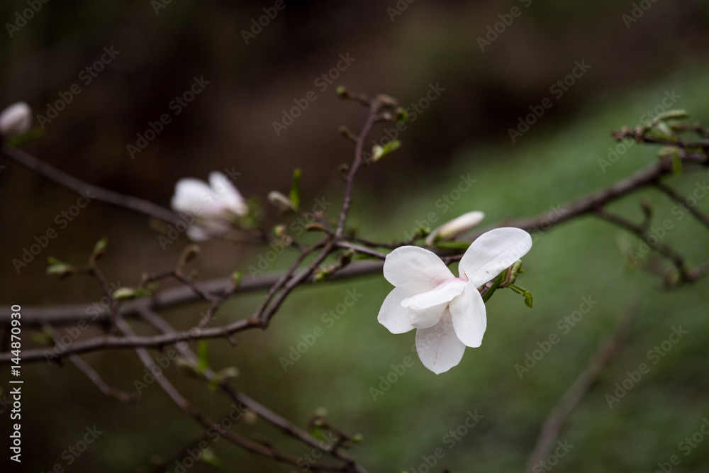 Blossoming of magnolia flowers in spring time. Blossoming of magnolia flowers in spring time.