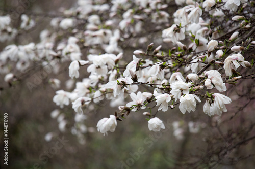 Blossoming of magnolia flowers in spring time.