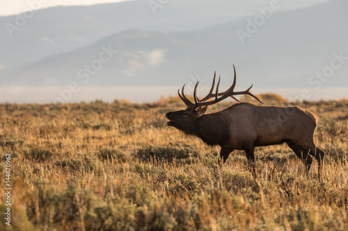 Bull Elk Bugling in the Rut photo