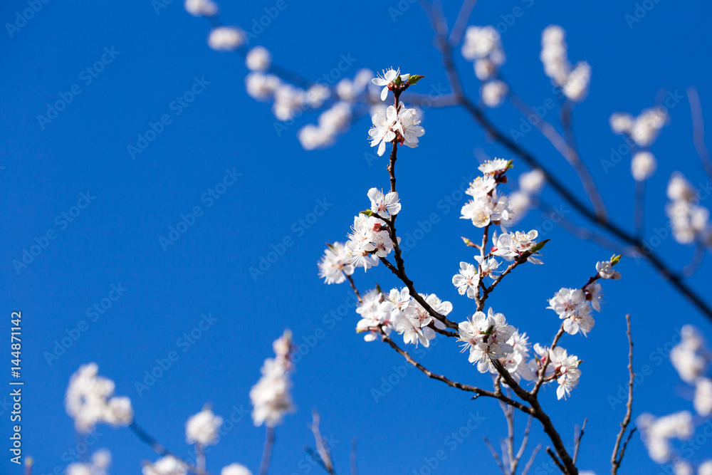 Apricot tree blossom flower on blue sky