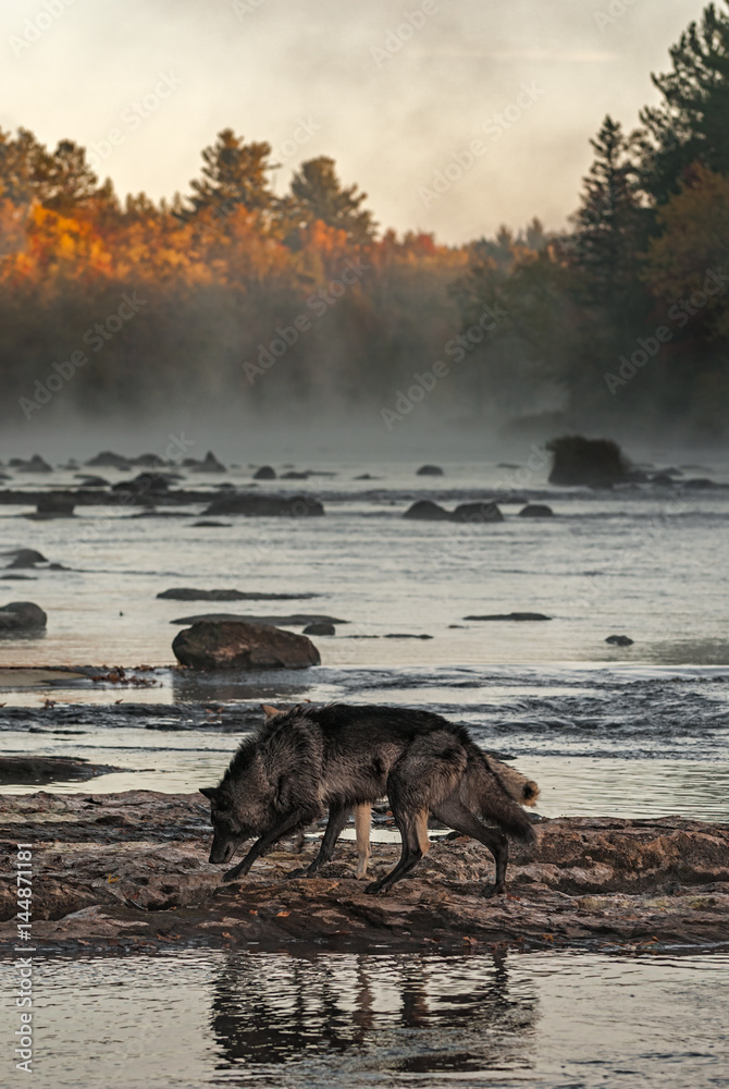 Naklejka premium Grey Wolves (Canis lupus) Walk Left Across River Rocks