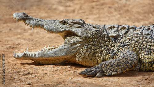 Closeup of marsh Crocodiles at nature reserve area