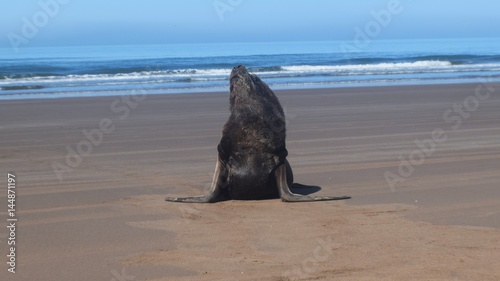 A lonely sea wolf is sunbathing in a desert beach looking up