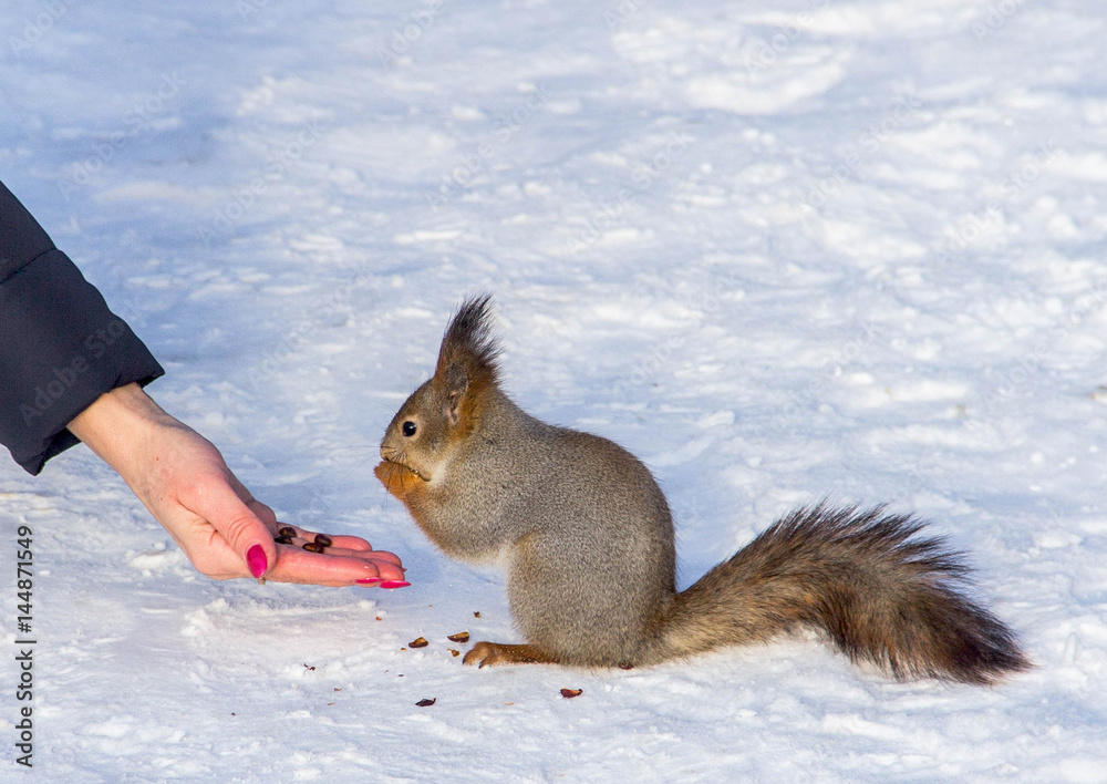 Squirrel eats nuts Squirrel eats nuts
