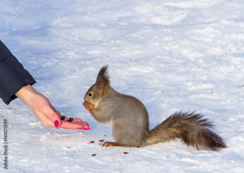 Squirrel eats nuts © Andrey