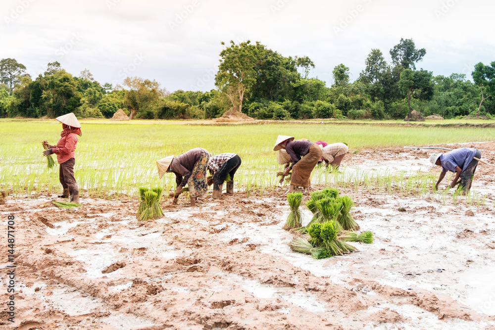 Cambodian farmer planting on the paddy rice farmland, Siemreap, Cambodia Cambodian farmer planting on the paddy rice farmland, Siemreap, Cambodia