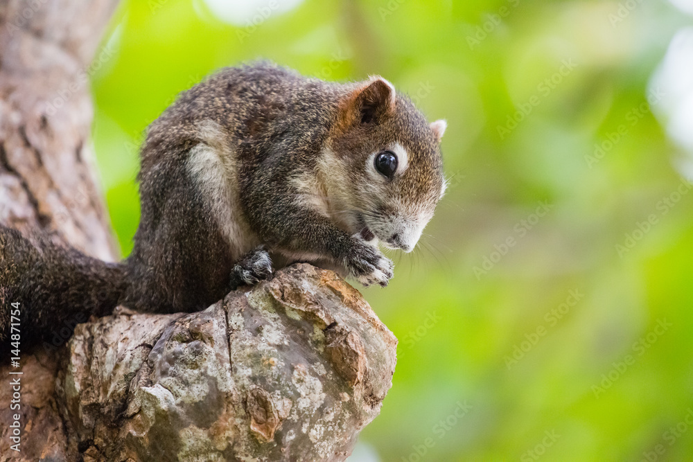 Brown squirrel on the tree inside the park Brown squirrel on the tree inside the park