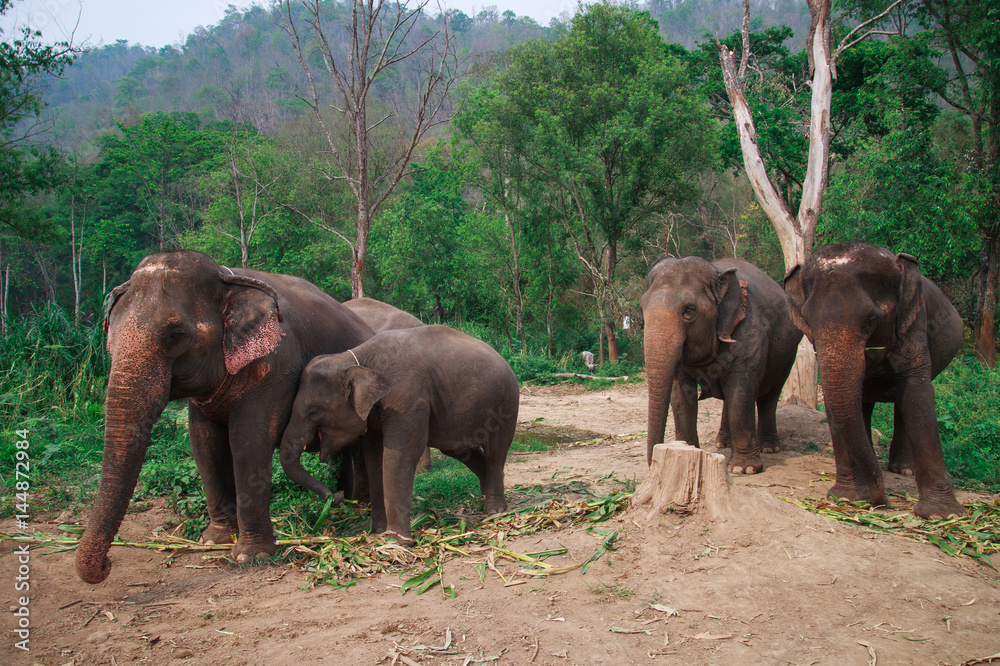 Obraz premium Asia elephants in Chiangmai,Thailand
