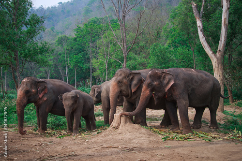 Asia elephants in Chiangmai,Thailand