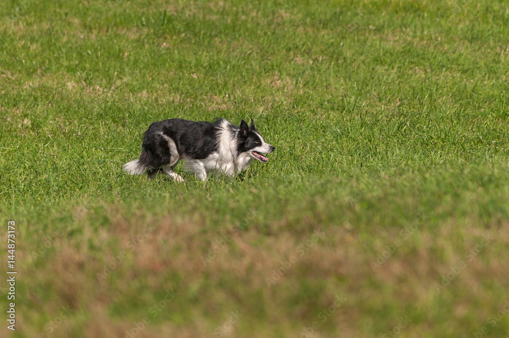 Obraz premium Stock Dog Stalks Right