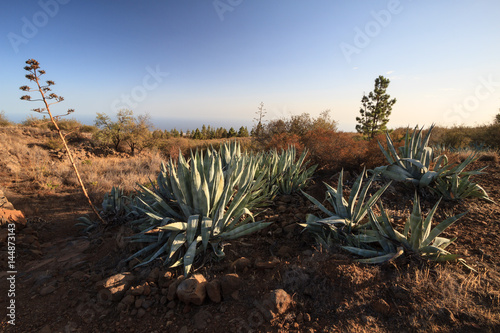 Landscape with Aloe vera plant in Tenerife, Canary Islands, Spain