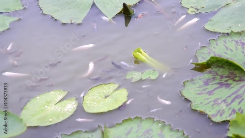 Molly fish in water