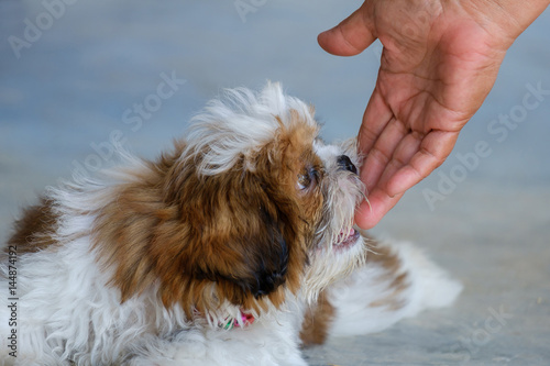 Hand and dog.