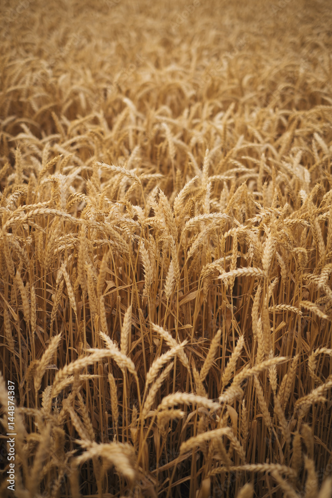 Wheat field Wheat field