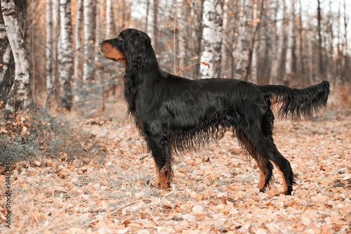 Gordon Setter hunting dog standing in the front in the autumn forest