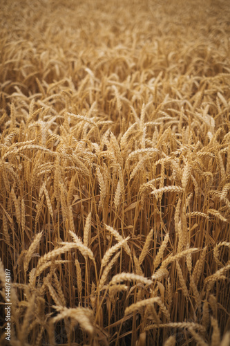Wheat field