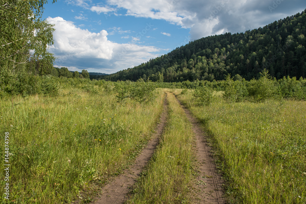 Obraz premium Ścieżka wśród małych sosen na Uralu