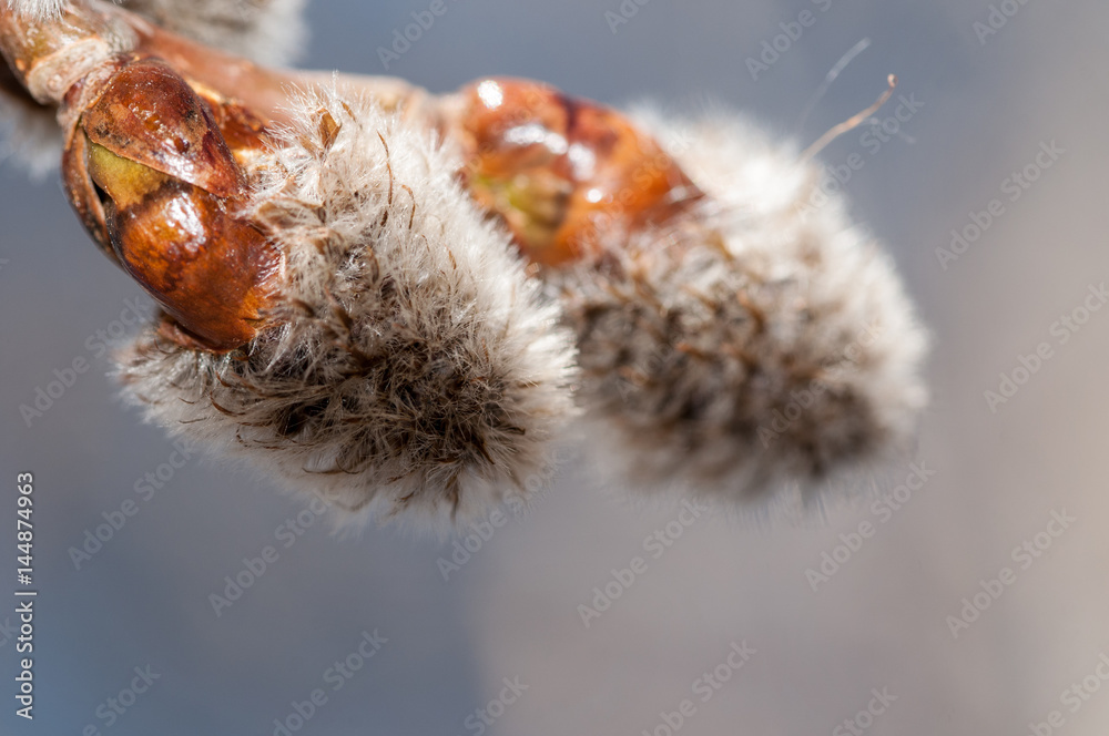Fototapeta premium leaf-pods