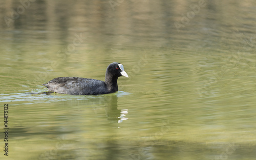 Canards et foulques - Lac Saint André - Savoie.