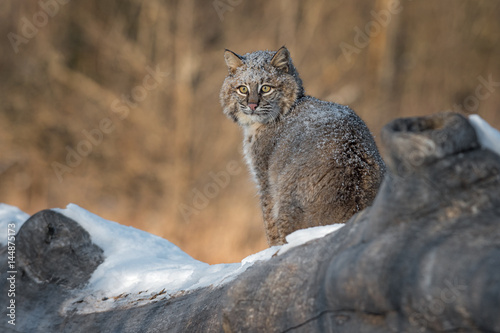 Bobcat (Lynx rufus) Sits on Log