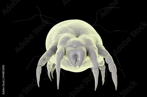 Dust mite Dermatophagoides which lives in dust and furniture and whose excrements cause allergic reaction and asthma, 3D illustration photo