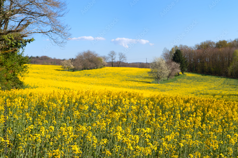 Blossom trees in rapeseed field