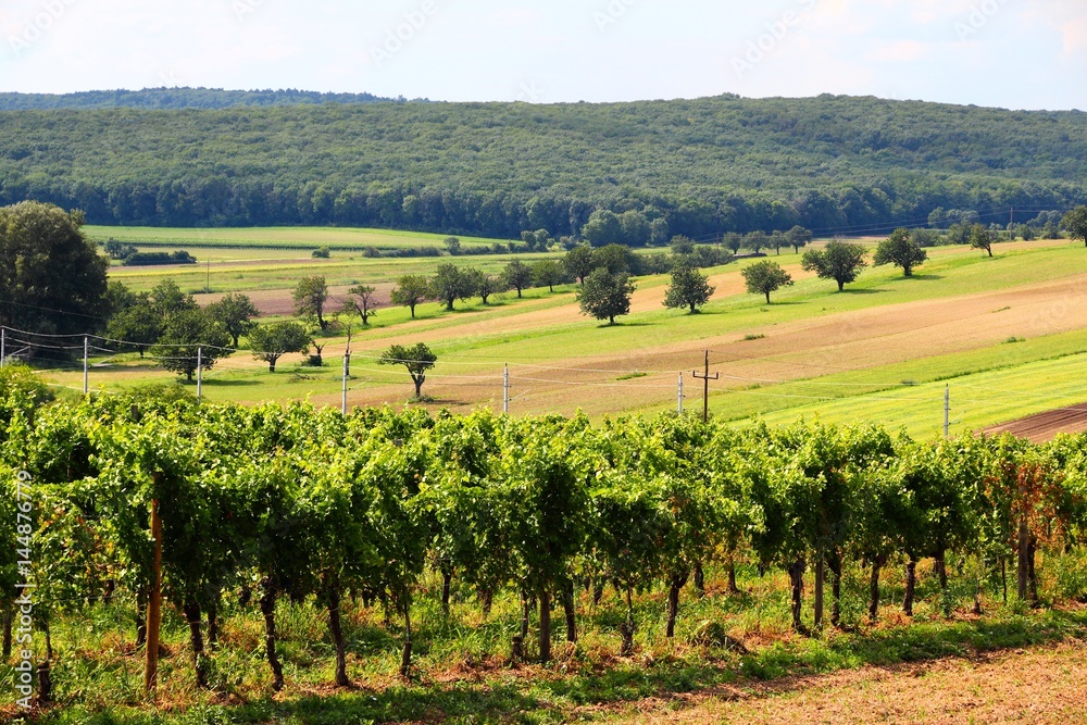 Summer vineyard landscape