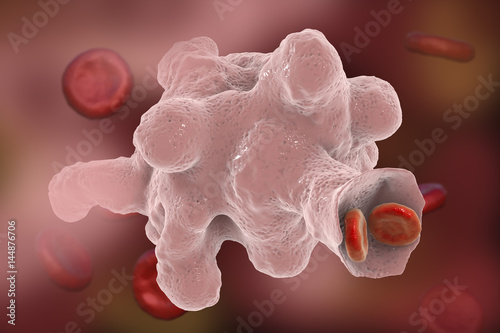 Entamoeba histolytica protozoan engulfing red blood cells. Parasite which causes amoebic dysentery and ulcers. It has ability to engulf red blood cells and is called erythrophage 3D illustration