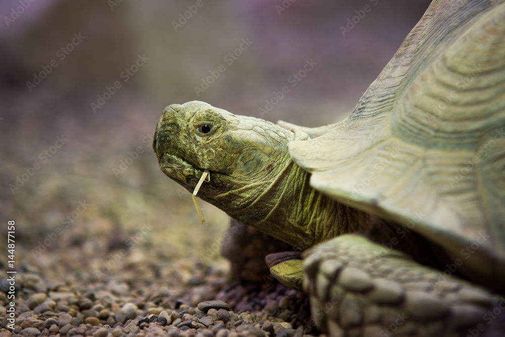 close up on Giant tortoise (Megalochelys gigantea). close up on Giant tortoise (Megalochelys gigantea).
