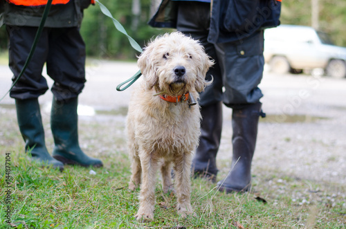 Картината върху платно Chien de chasse
