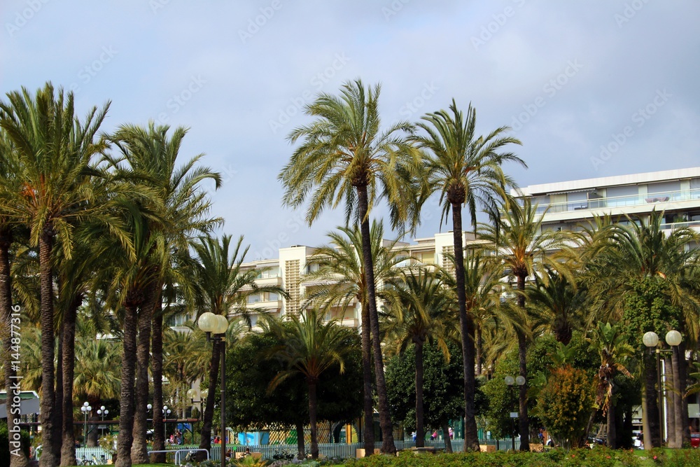 Palm trees in cannes