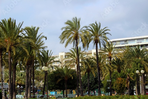 Palm trees in cannes © Florian