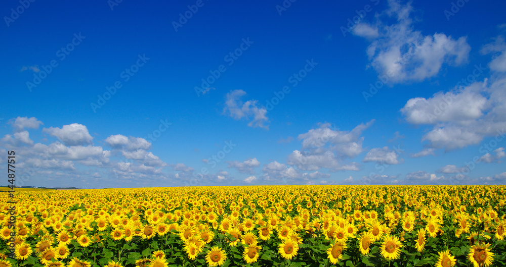 Fototapeta premium field of blooming sunflowers